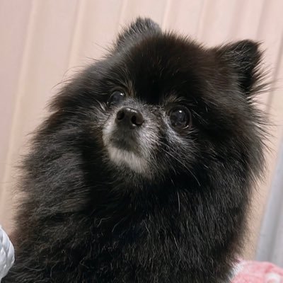 PokemonGO垢 千葉県市原市を拠点に千葉市、四街道市、袖ヶ浦市周辺に出没中😆ポケ垢フォロバ100%👍キラキラ色違い集めに奮闘中😤協力してくださるフレンド様絶賛募集中🙏🙏🙏 ツムツム少々、ウマ娘始めました🤩