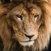 GALATASARAYLI (@gokhan71067666) Twitter profile photo GALATASARAYLI (@gokhan71067666) Twitter profile photo