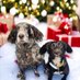 SOS Rescue Bracken & SA rescue Rowen 🇺🇦 (@roxy_indie) Twitter profile photo SOS Rescue Bracken & SA rescue Rowen 🇺🇦 (@roxy_indie) Twitter profile photo