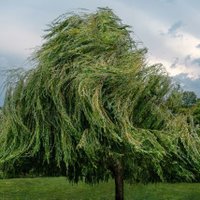 victory abraham (@daisyandroseee) Twitter profile photo