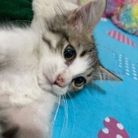 𓃠 (@b_kittyyy) 's Twitter Profile