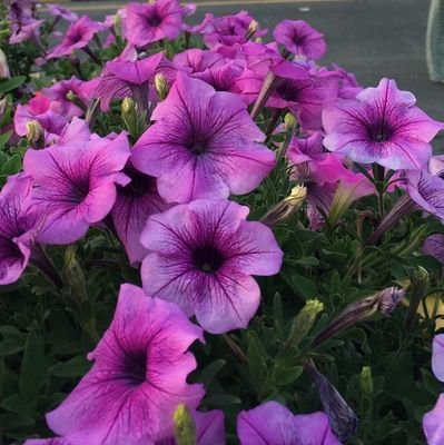 SYazici11251's profile picture. 