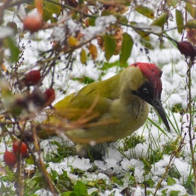 joelangenargen's profile picture. 