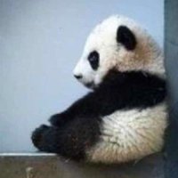 JswPanda (@jswpanda) 's Twitter Profile