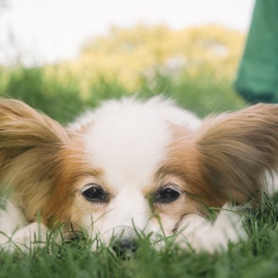 captain_organic's profile picture. 八ヶ岳の麓での愛犬たちとの暮らしとわんこ旅