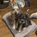 Ivey and Ryleigh and Piper (@annekindley3) Twitter profile photo Ivey and Ryleigh and Piper (@annekindley3) Twitter profile photo
