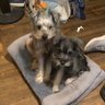AnneKindley3's profile picture. I’m 4 love to play fetch and watching birds. my angel 😇 sister Ryleigh is 9 Piper is 1 year . we are proud members of #ZSHQ #🇮🇱