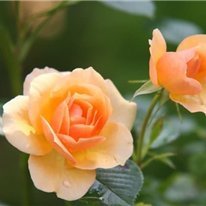 chiaki95094430's profile picture. お金の増やし方やおトクな情報など発信したりしています。自身がお金に苦労した経験からお金に困窮している方を救いたいと思い、少しですが現金配布企画をしております。 期間限定▷ https://t.co/JYuWCxBPld