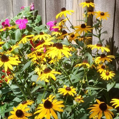 LainaFields1's profile picture. 