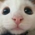 Macke (@amackeee) Twitter profile photo Macke (@amackeee) Twitter profile photo