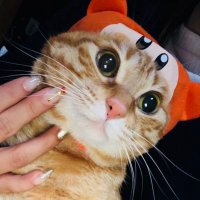 すん🐱 (@kaaasunnn) Twitter profile photo