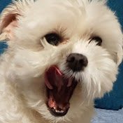 scamber (@scamberrrr) 's Twitter Profile