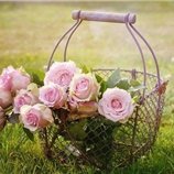 フウカ (@fuuka1450116) 's Twitter Profile