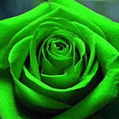 PeterGronroos's profile picture. 