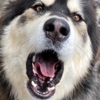 Ash Dozer (@malamutesarefun) 's Twitter Profile Photo