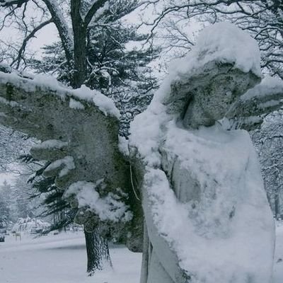 niveusさんのプロフィール画像
