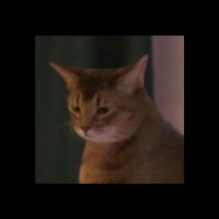 AtinyaC (@atinyac) 's Twitter Profile