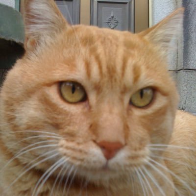 DavidMark155178's profile picture. 我很爱猫