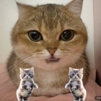 sigmacats (talkingpets.ai) (@sigmacats_sol) 's Twitter Profile