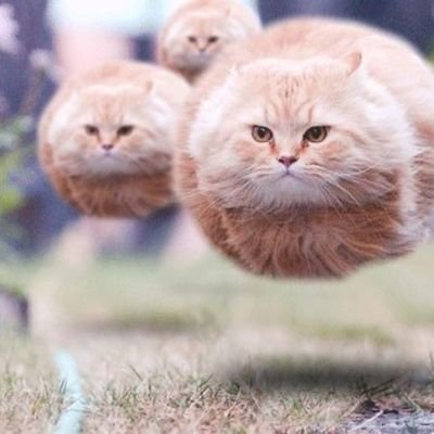 kittyhaven__'s profile picture. Adorable products for cats and cat lovers🐾 🐾 🐾 https://t.co/WYkVEeUzNw