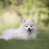 ちよ (@chiyo1513193767) 's Twitter Profile
