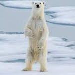 PolarBearLM's profile picture. Not some climate libtard, it's an innuendo.
Proud National Socialist and Aryan.