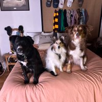 Pup Letters - Snorri & Finnegan & Banjo. (@snorripup) 's Twitter Profile
