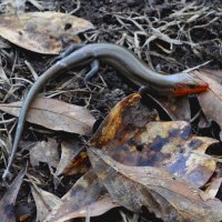 Halfwitticism (@halfwitticism) 's Twitter Profile Photo