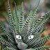 Hangry Haworthia (@hangryhaworthia) Twitter profile photo Hangry Haworthia (@hangryhaworthia) Twitter profile photo