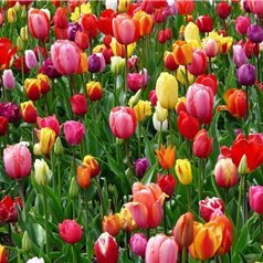 kaori1668326's profile picture. 収入アップの秘訣やおトクな情報など紹介中。自分自身お金に苦労した経験から生活に困窮している人を助けたいと思い、わずかですが現金配布企画をしています☆ 詳しくはここから⇒ https://t.co/NlOgRAH1DJ