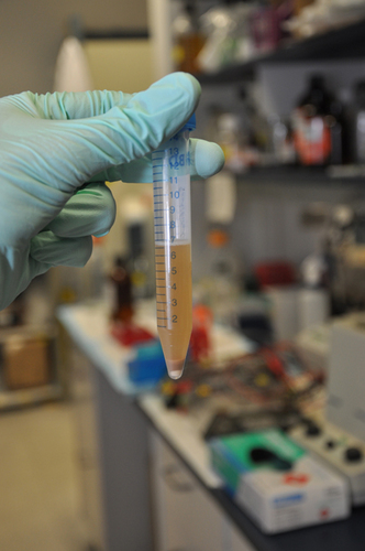 SciBrewer's profile picture. Post-doctoral Scientist at Columbia University studying HIV and homebrewing in the my spare time