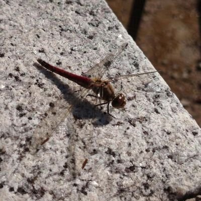 たべこ荘園さんのプロフィール画像