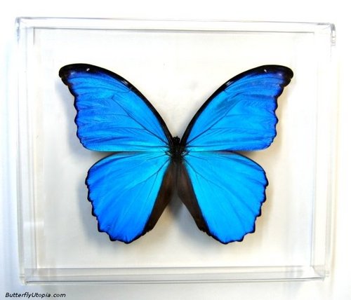 EBONY1__'s profile picture. truth, balance, order, law, morality, and justice.