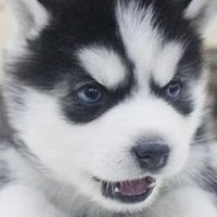 ํธ๋ (@hodoodoo7) 's Twitter Profile Photo ํธ๋ (@hodoodoo7) 's Twitter Profile Photo
