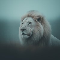 Beky Beky (@kbeki2009) 's Twitter Profile