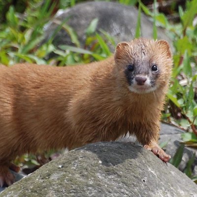 furseald's profile picture. Backend, Android engineer