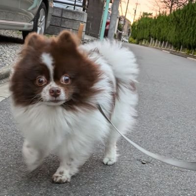 愛犬のポメラニアンはパーティーカラーの中でも珍しいチョコタンのポコ太。
愛車はマスタング レッドホットグラスルーフ(2011)。お酒とゲーム(FFとサガ)と音楽(B'zとGOTTHARD)が好き。競馬も好き。フォローバックは少ないかも。