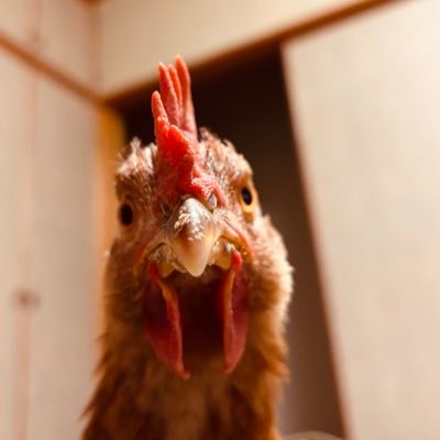 サバゲーとプラモが好きな普通の人たまに飼ってる鶏の動画もあげる(´・ω・)つ(無言フォロー)歓迎(◜ᴗ◝ )#サバゲー #初心者サバゲーマー #サバイバルゲーム #ミリタリー