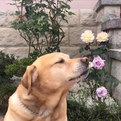 GuanMinjia59491's profile picture. 