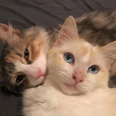 radwaielhadidy's profile picture. 🇪🇬 | sᴘᴇᴄɪᴀʟ ғᴜɴᴅs ᴀɴᴅ ᴀᴄᴄᴏᴜɴᴛs ᴜɴɪᴛ | ғᴄᴇs 👩🏻‍🎓 | ʏᴏᴜ ᴡɪʟʟ ʙᴇ ɢʟᴀᴅ ʏᴏᴜ ᴅɪᴅɴ’ᴛ ɢɪᴠᴇ ᴜᴘ ⭐️