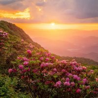 sophia loves nature. (@sophiaharr54006) 's Twitter Profile
