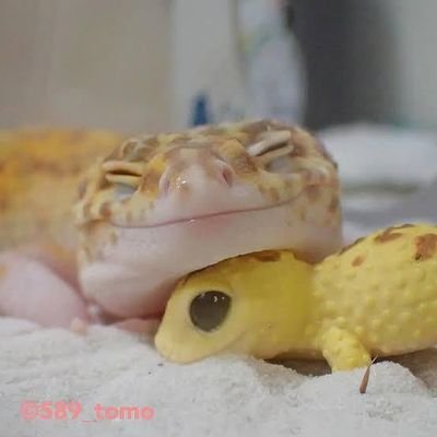 SquishySkink's profile picture. 🦎 They/Them She/Her 🦎