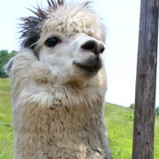 Asahi Kitatsuji♠︎ (@lorinelson5751) 's Twitter Profile