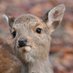 かなるふぁ🦌 (@shika888888) Twitter profile photo かなるふぁ🦌 (@shika888888) Twitter profile photo