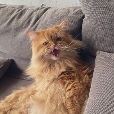 orazio8682160's profile picture. 外資IT / 猫(おじや君 / ENTP / Liverpool