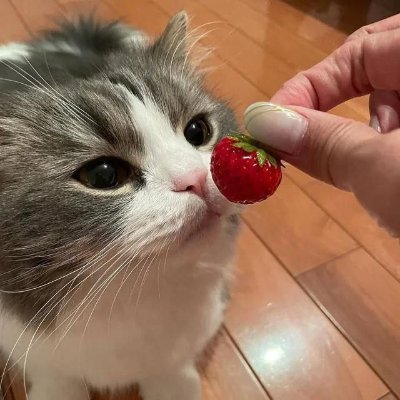 CatberryToken's profile picture. A purr-fectly hilarious meme project where cats rule the mini-games and AI agents bring the clawsome fun! 🐾

CA: 9gCK5CkHJC5i6cMTif7W3NxRQaxJ4kZG6MVYaLSeXchF