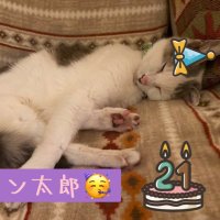 ヴィヴィ (@pvgscpx2) 's Twitter Profile