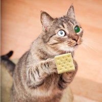 Saltine (@theonesaltine) 's Twitter Profile Photo Saltine (@theonesaltine) 's Twitter Profile Photo