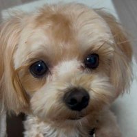 ジュリ (@6kkowwp6plzojup) 's Twitter Profile