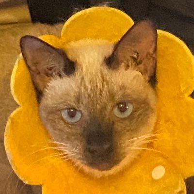 leeeeekkさんのプロフィール画像